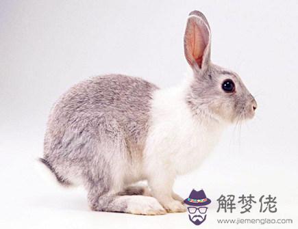 十月出生屬兔人的運勢 十月出生屬兔人的運勢