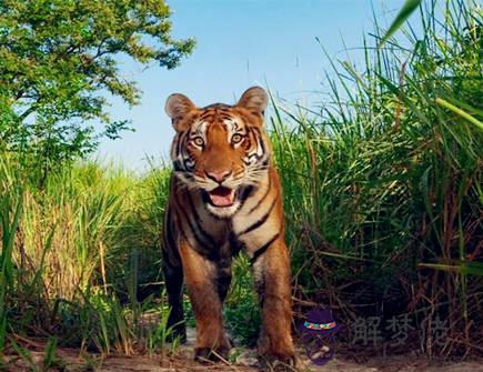 六月出生屬虎人的運勢 六月出生屬虎人的運勢