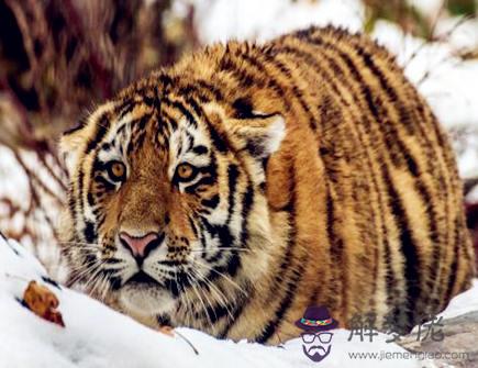八月出生屬虎人的運勢 八月出生屬虎人的運勢