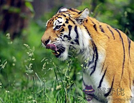 十二月出生屬虎人的運勢 十二月出生屬虎人的運勢