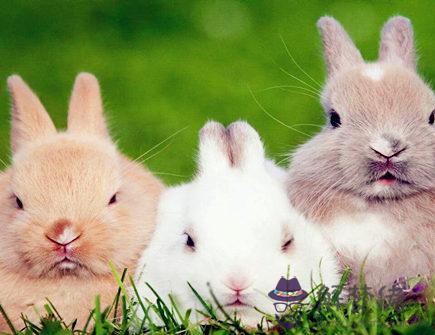 一月出生屬兔人的運勢 一月出生屬兔人的運勢