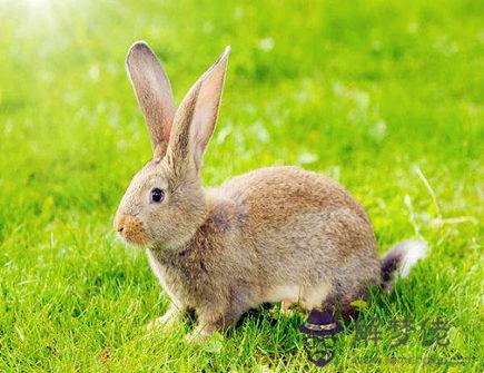 三月出生屬兔人的運勢 三月出生屬兔人的運勢