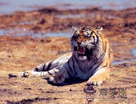 三月出生屬虎人的運勢 三月出生屬虎人的運勢