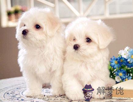 生肖狗2020年正財運如何 生肖狗2020年正財運如何