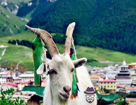 生肖羊2020年正財運如何 生肖羊2020年正財運如何