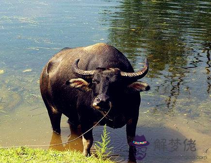 屬牛人幾點出生好 屬牛人幾點出生好