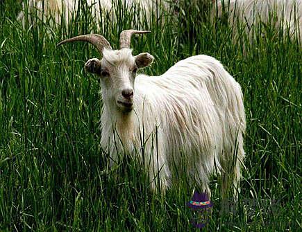 生肖羊2021年正財運如何 生肖羊2021年正財運如何