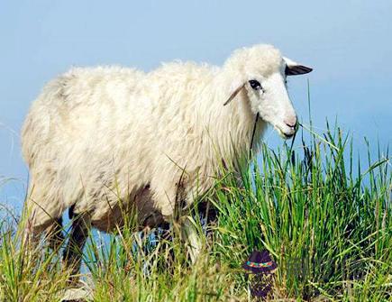 屬羊人的經濟意識如何 屬羊人的經濟意識如何