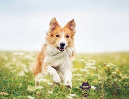 屬狗人的經濟意識如何 屬狗人的經濟意識如何