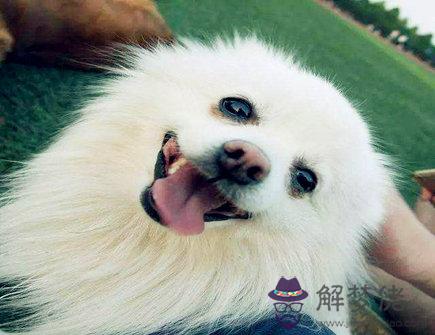 屬狗女2021年財運如何 屬狗女2021年財運如何