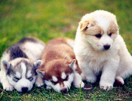 屬狗人本命年結婚好不好 屬狗人本命年結婚好不好