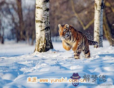 屬虎人一生有幾次婚姻 屬虎人一生有幾次婚姻