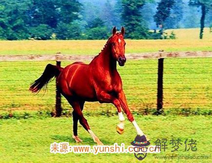 屬馬人災難年齡 屬馬人災難年齡