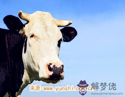 屬牛人一生有幾次婚姻 屬牛人一生有幾次婚姻