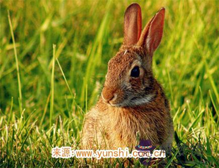 屬兔人災難年齡 屬兔人災難年齡