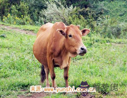 屬牛人哪年開始轉運 屬牛人哪年開始轉運