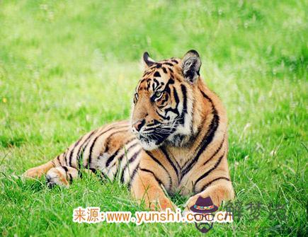 屬虎人哪年偏財運好 屬虎人哪年偏財運好