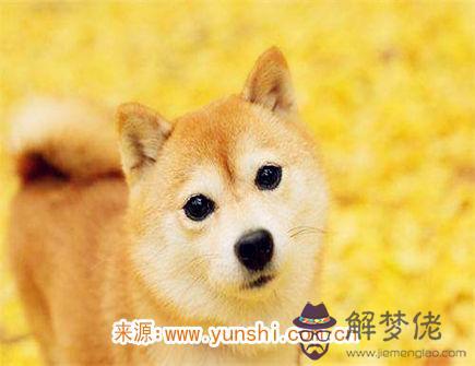 屬狗女不想談戀愛的原因 屬狗女不想談戀愛的原因