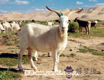 屬羊男對老婆好嗎 屬羊男對老婆好嗎