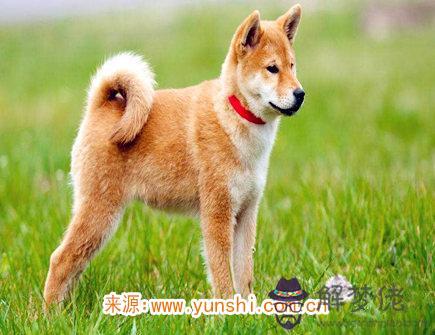 屬狗男變心有哪些征兆 屬狗男變心有哪些征兆