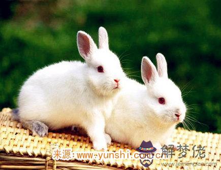 2021年屬兔人的財神方位 2021年屬兔人的財神方位