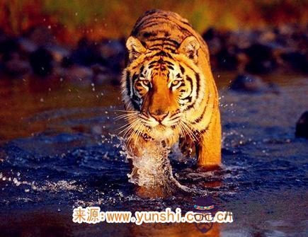 屬虎男喜歡什麽樣的女人 屬虎男喜歡什麽樣的女人