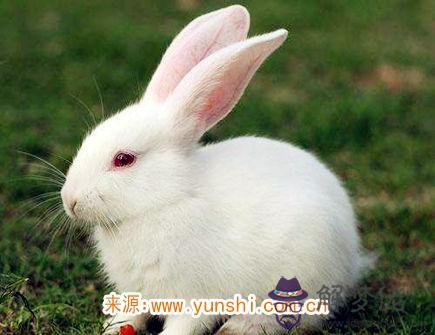 屬兔男變心有哪些征兆 屬兔男變心有哪些征兆