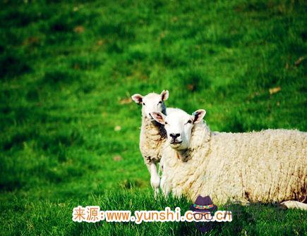 屬羊男變心有哪些征兆 屬羊男變心有哪些征兆