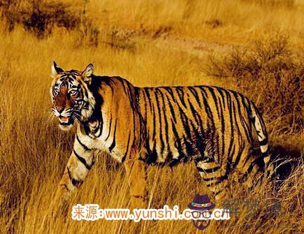 如何討屬虎女生的喜歡 如何討屬虎女生的喜歡