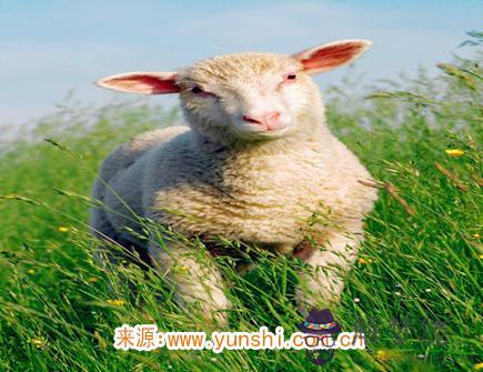 如何討屬羊女生的喜歡 如何討屬羊女生的喜歡