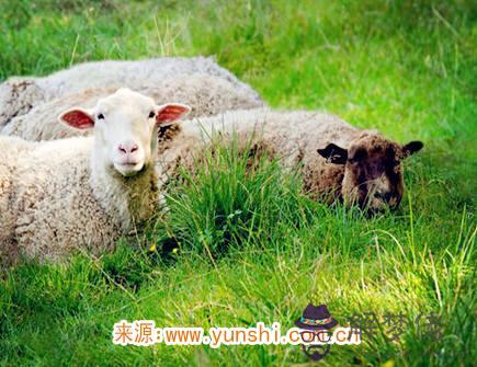 屬羊男生的戀愛特點 屬羊男生的戀愛特點