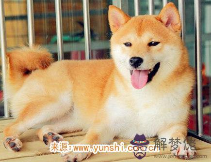 屬狗男生的戀愛特點 屬狗男生的戀愛特點