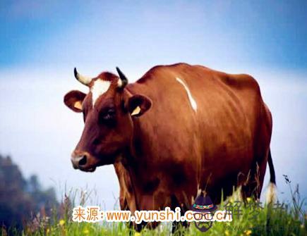 屬牛男生的戀愛特點 屬牛男生的戀愛特點