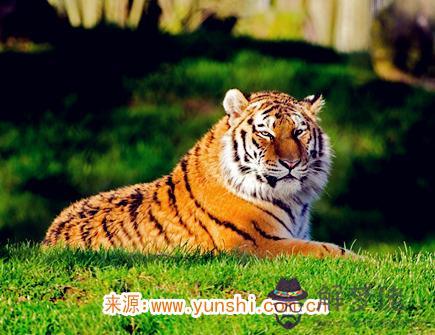 屬虎男生的戀愛特點 屬虎男生的戀愛特點