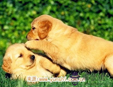 屬狗的缺點有哪些 屬狗的缺點有哪些