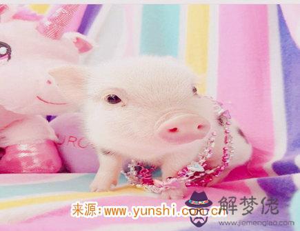 屬豬的缺點有哪些 屬豬的缺點有哪些