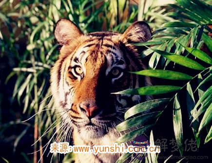 屬虎女生戀愛的特點 屬虎女生戀愛的特點