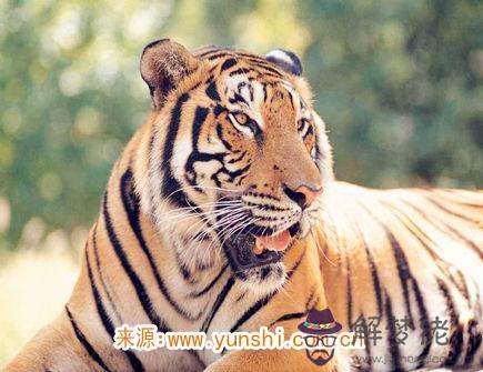 屬虎的缺點有哪些 屬虎的缺點有哪些