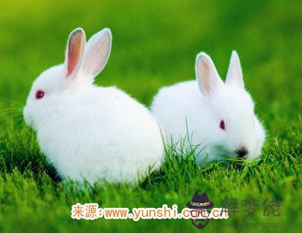 屬兔的缺點有哪些 屬兔的缺點有哪些