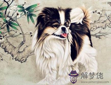 屬狗人出生日的命運 屬狗人出生日的命運