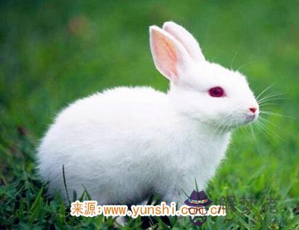 屬兔人出生時的命運 屬兔人出生時的命運