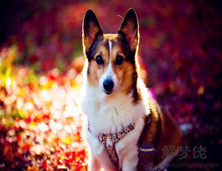 屬狗人出生月的命運 屬狗人出生月的命運