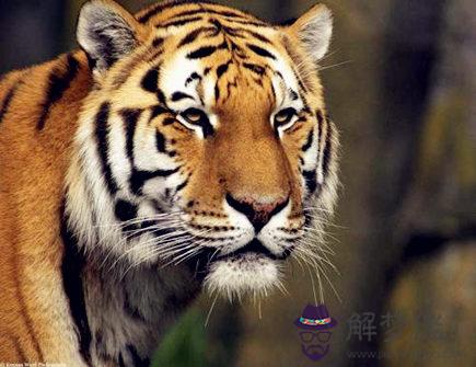 屬虎人出生日的命運 屬虎人出生日的命運