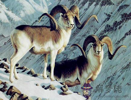 屬羊人出生日的命運 屬羊人出生日的命運