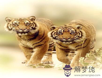 屬虎人出生月的命運 屬虎人出生月的命運