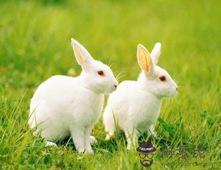 屬兔人出生月的命運 屬兔人出生月的命運