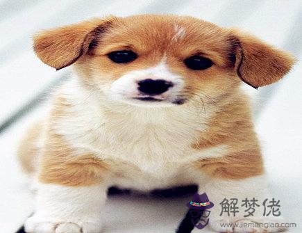 屬狗男找女朋友的標準 屬狗男找女朋友的標準