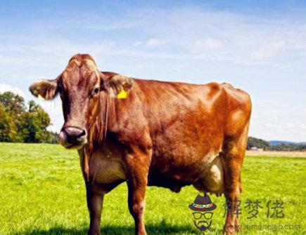 屬牛女找男朋友的標準 屬牛女找男朋友的標準