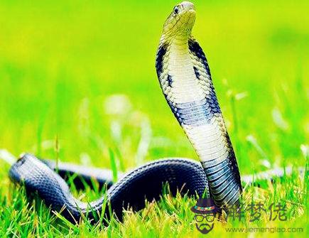 屬蛇女找男朋友的標準 屬蛇女找男朋友的標準