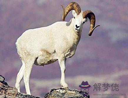 屬羊女對待感情的態度 屬羊女對待感情的態度